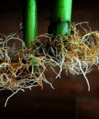 Crecimiento de raíces en cultivo Aeroponía