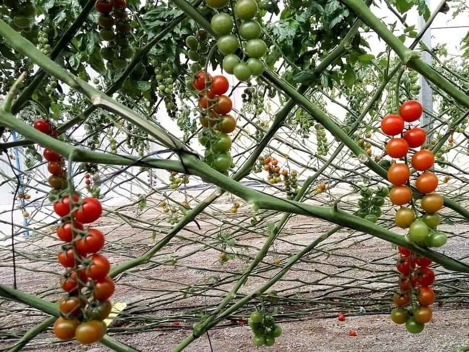 Cultivo de tomates en rama hidropónico