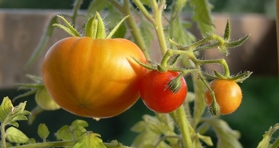 Cultivos de tomates en casa