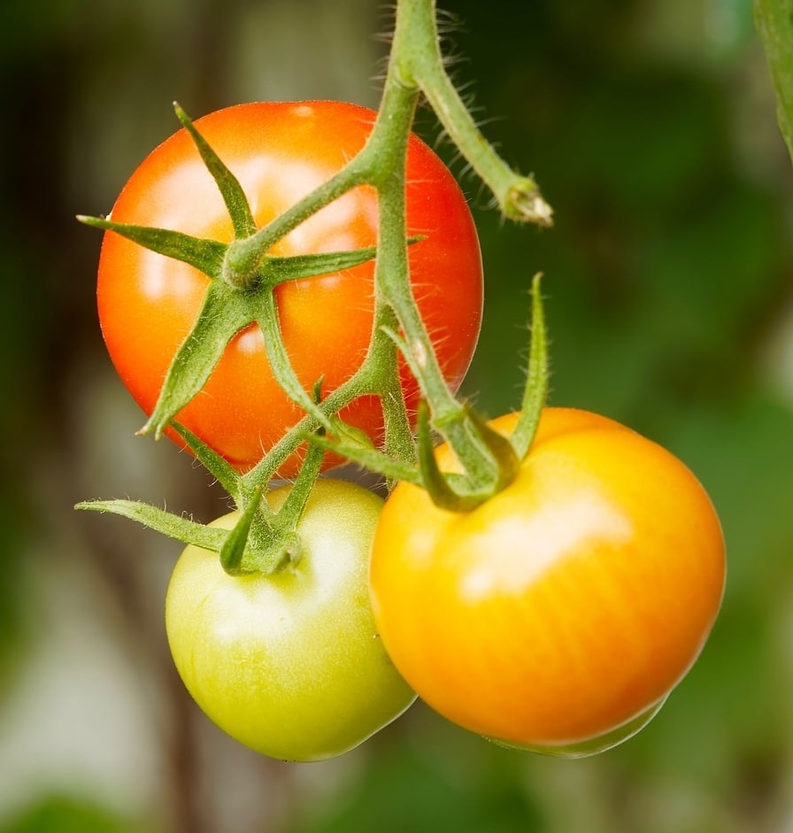 Tomate en maduración en un cultivo hidropónico en cosecha exterior de terraza