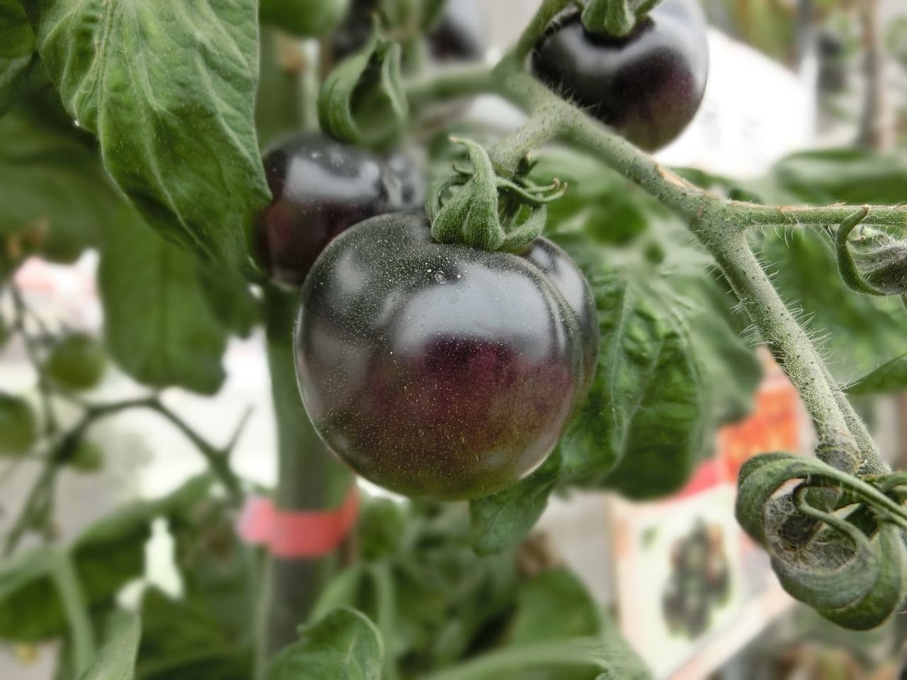Cultivar de forma hidropónico de plantas de tomates 
