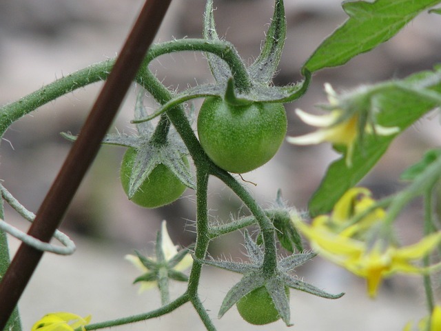 Crecimiento de tomates hidropónicos tras la floración de sus ramas en la poda